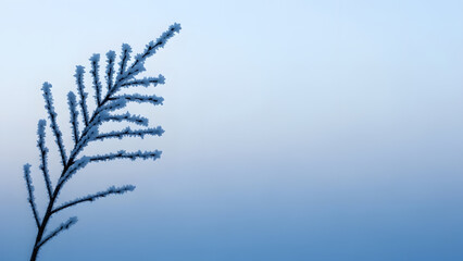 Minimalist winter nature background with frost covered branch isolated on blue gradient sky for seasonal design