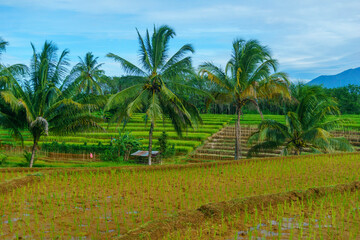 Obraz premium Beautiful morning view indonesia Panorama Landscape paddy fields with beauty color and sky natural light