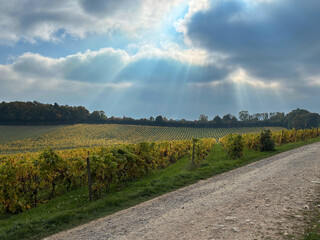 Autumn colours in vineyard, Surrey, UK
