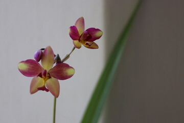 Exotic purple and yellow ground orchid flowers blooming with soft blurred background	