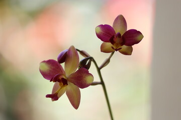 close up of exotic purple and yellow ground orchid flowers blooming with soft blurred background