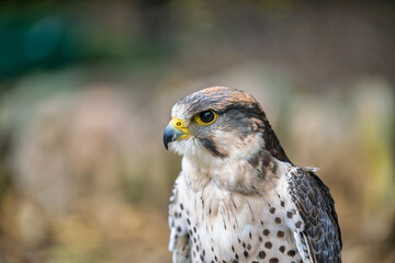 2023-06-09 CLOSE UP OF A LANNER FALCON PERCHED WITH BRIGHT PLUMAGE AND A BRIGHT EYE IN SCOTLAND