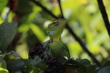 close up of vibrant green forest lizard with colorful head details perching on a tree branch