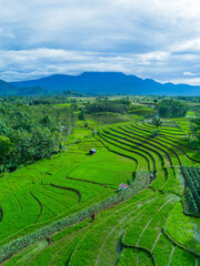 Fototapeta premium Beautiful morning view indonesia Panorama Landscape paddy fields with beauty color and sky natural light