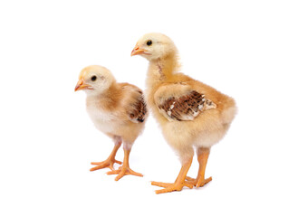 Two week old Rhode Island Red Chicks. 2 Baby chickens isolated on white background.