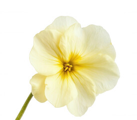 Fototapeta premium Beautiful white flower with yellow center on black background