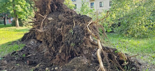 Obraz premium Uprooted tree roots after hurricane in city park