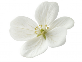 Beautiful white flower with yellow stamens on black background