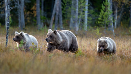 Femelle ours avec deux oursons qui progressent dans la forêt boréale de Laponie en Finlande à l'automne © michel