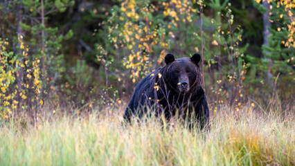 Naklejka premium Ours brun solitaire dans la forêt boréale de Laponie en Finlande à l'automne