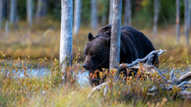 Ours brun solitaire dans la for&ecirc;t bor&eacute;ale de Laponie en Finlande &agrave; l'automne