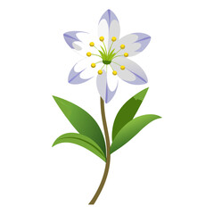 Obraz premium cerastium alpinum lanatum on white background