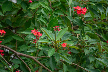 Bright red jatropha flowers against dense green foliage in a tropical park, decorative blooming shrub in resort landscape design on Hainan Island, Sanya, China.