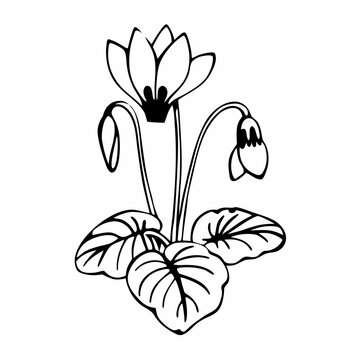minimal cyclamen line art flower on white background
