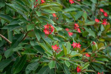 Bright red jatropha flowers against dense green foliage in a tropical park, decorative blooming shrub in resort landscape design on Hainan Island, Sanya, China.