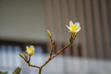 White plumeria frangipani flowers on an elegant branch against modern hotel architecture, concept of spa relaxation, aromatherapy and tropical elegance at a seaside resort in China.