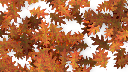 Autumn Oak Leaves Vibrant Colors and Detailed Textures on White Background.