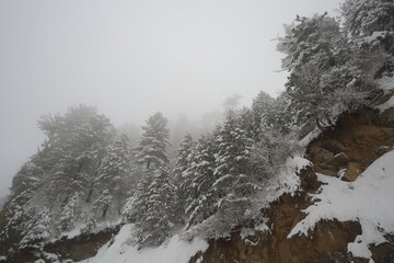 View of snow-laden pines cling to the steep hillside, disappearing into the misty white air, a winter scene of serene isolation, Nathia Gali, Khyber Pakhtunkhwa, Pakistan.