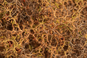 close up of harsh spiky shrub texture with small green leaves creating dense natural camouflage