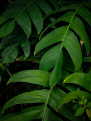 Close up texture of lush green tropical split leaves in rainforest garden, natural foliage background and botany ecology concept.