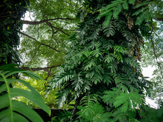 Large tree trunk covered with green climbing tropical plants and vines in park, abundance of nature and rainforest ecosystem concept.