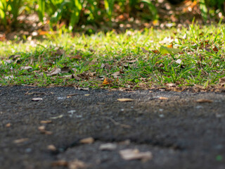 Low angle view of asphalt ground meeting green grass and scattered dry leaves in a park, urban nature boundary.
