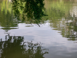 Tree branches and leaves hanging over rippling green water surface with reflections, natural park pond scene and calm environment.
