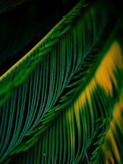 Bright Green Cycad Palm Frond Close-up with Sunlit Sky Background Highlighting Natural Curve and Line Pattern