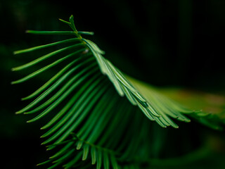 Layers of Dark Green Cycad Palm Fronds Texture Close-up Abstract Tropical Leaf Background Pattern