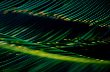 Vibrant Green and Yellow Cycad Palm Fronds Abstract Close-up with Dark Shadow Background Texture Pattern