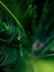 Bright Green Cycad Palm Frond Close-up with Sunlit Sky Background Highlighting Natural Curve and Line Pattern