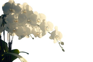 Beautiful arrangement of white orchids with delicate petals, showcasing their elegance and grace in soft lighting. flowers exude serene and calming atmosphere