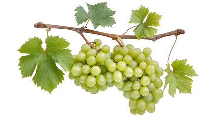 Obraz premium Bunch of green grapes on a vine grape bunch grape leaves isolated on a transparent background