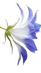 Beautiful flower with delicate blue and white petals, showcasing intricate details and graceful form, perfect for nature themed designs and backgrounds