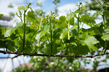 Young green grape leaves and tiny budding clusters on a vine branch, symbolizing spring growth and the promise of a future harvest in a sunlit vineyard scene