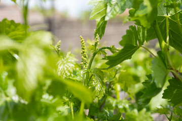 Young grape clusters developing in a flourishing vineyard, new vibrant green leaves and emerging vine shoots signaling fresh growth and spring season viticulture