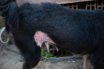 Dog suffering from dermatophytosis, showing a close-up of a fungal skin infection causing hair...