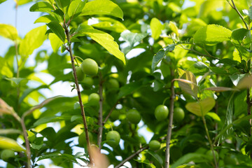 Green plums ripening on tree branches, showing fresh organic growth and healthy fruit development in natural outdoor environment during spring