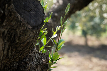 New olive shoots emerging from ancient trunk, symbolizing rebirth, resilience, and the continuity of life in an organic olive grove close-up view