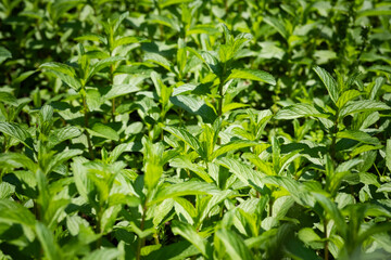 Fresh green mint leaves growing in a garden, creating a natural background for healthy food, herbal medicine, and organic gardening concepts