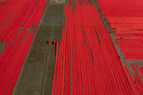 Aerial view of vibrant red textiles spread across the fields, creating a striking contrast with the green patches of land, Narsingdi, Dhaka Division, Bangladesh.
