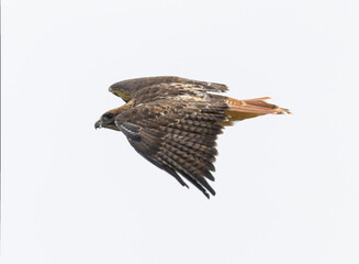 Red-tailed hawk in flight