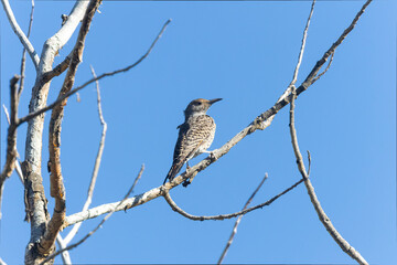 Northern Flicker