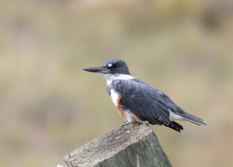 Belted Kingfisher