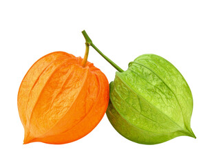 Physalis Ground Cherries Orange and Green on Transparent Background