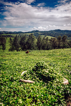 View of vibrant green tea plantation stretching towards a verdant tree line under a patterned sky, a serene landscape painting a picture of tranquility, Kampala, Central Region, Uganda.