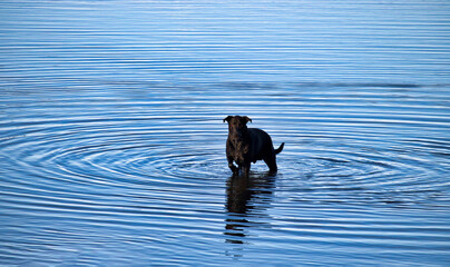 Labrador retriever playing in water in Alaska