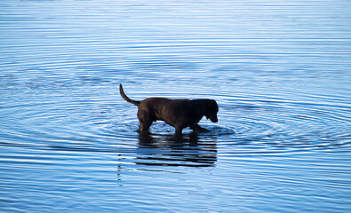 Labrador retriever playing in water in Alaska
