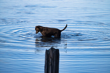 Labrador retriever playing in water in Alaska