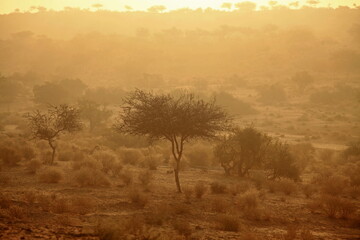 View of the arid landscape with sparse trees standing against the hazy horizon, bathed in warm light, creating a tranquil scene, Mithi, Sindh, Pakistan.